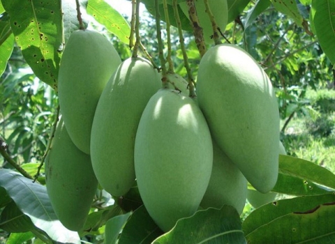 KỸ THUẬT TRỒNG XOÀI
