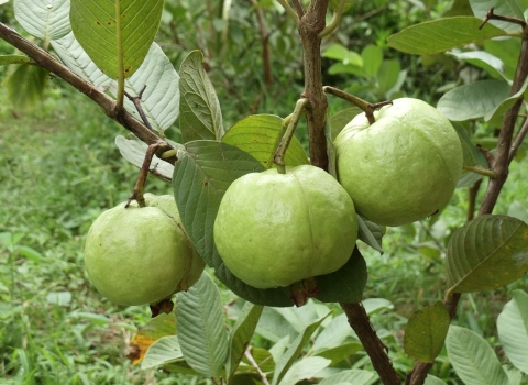 KỸ THUẬT TRỒNG ỔI