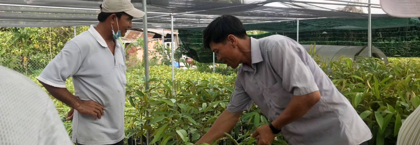 Cây Giống Sáu Oanh