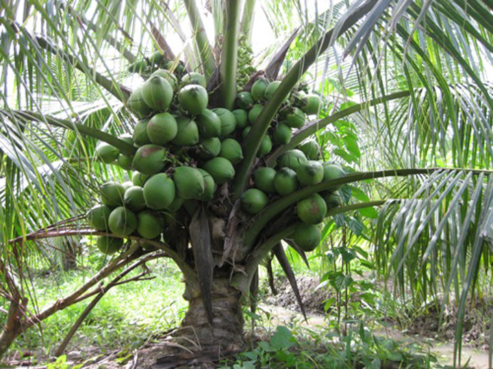 Dừa xiêm lùn