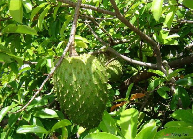 Mãng cầu xiêm