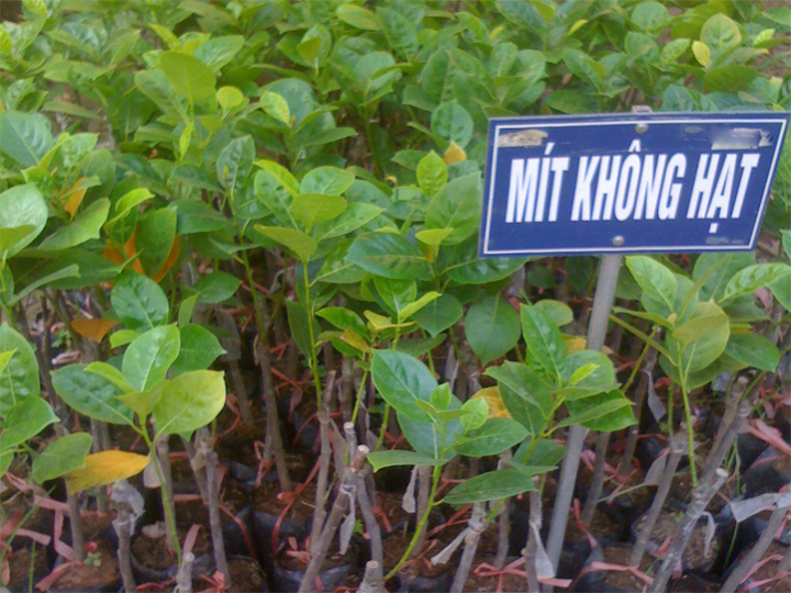 Mít không hạt