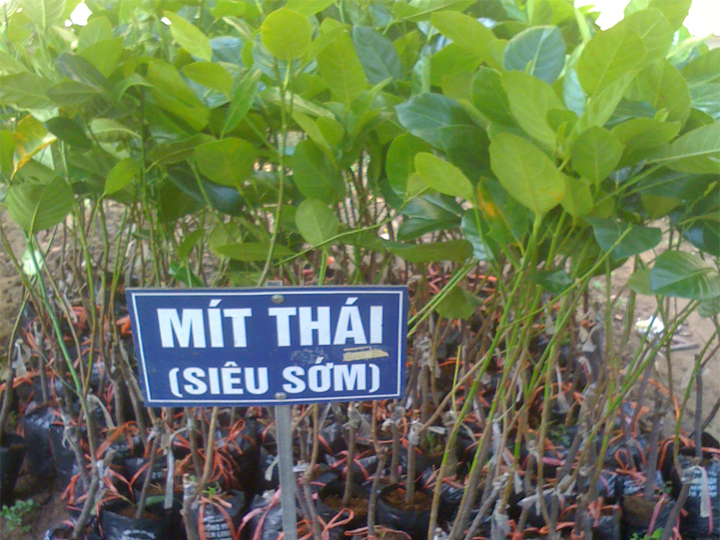 Mít thái siêu sớm