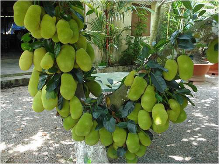 Mít Tố Nữ