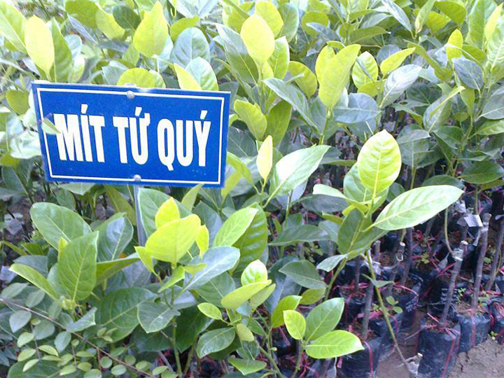 Mít tứ quí