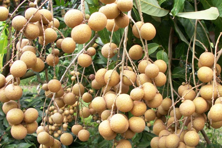 Nhãn xuồng