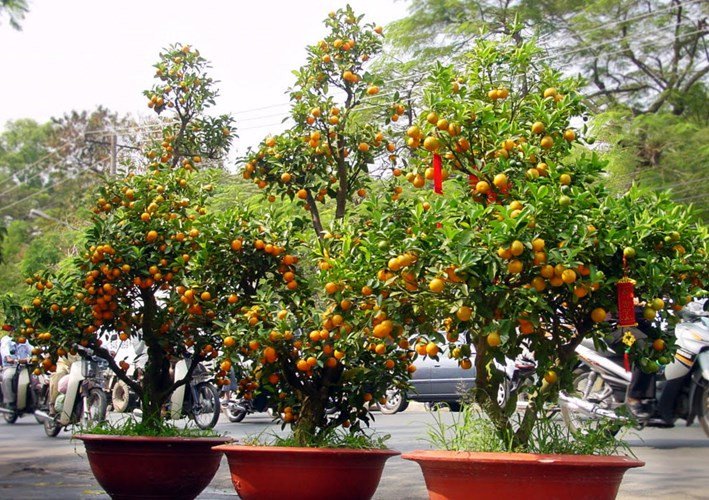 Cây Quất chưng Tết 2020