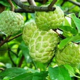 Mãng cầu na