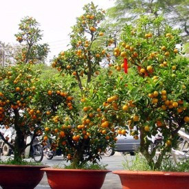 Cây Quất chưng Tết 2020